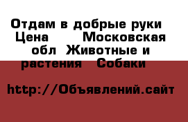 Отдам в добрые руки › Цена ­ 1 - Московская обл. Животные и растения » Собаки   